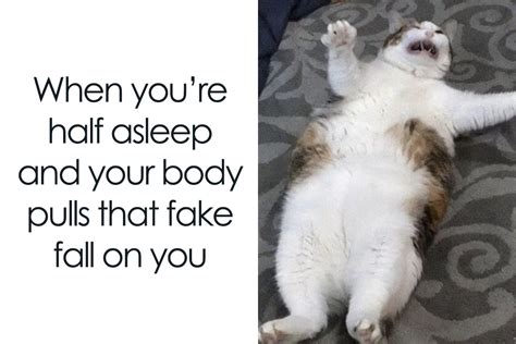 50 Hilarious Cat Memes From This Instagram Account Anyone Obsessed With
