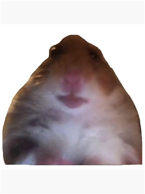 Staring Hamster Meme Sticker By Brig506 Redbubble