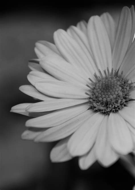 Gambar Bunga Indah Hitam Putih Kumpulan Gambar Bunga