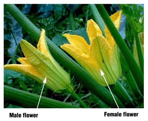 When a pollinator visits a tomato flower, they use vibration to make the pollen fall from the male flower part (anthers) to the female flower part (stigma). How to distinguish between male and female zucchini or ...