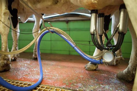 Milking Machine Milking Cow At Dairy Photograph By Christopher Kimmel