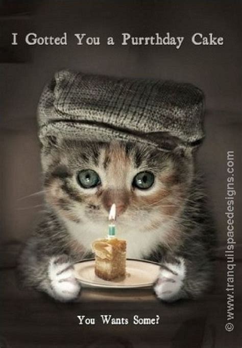 Happy 50th Birthday Cat Cat Vgr