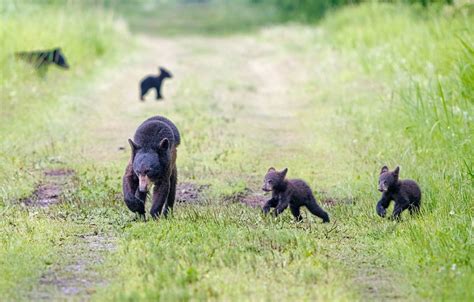 Black Bears Of Eastern North Carolina Ed Erkes Nature Photography