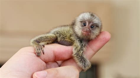 Top 10 Smallest Living Animals In The World Wonderslist