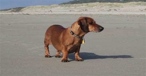 Worlds Fattest Sausage Dog Sheds The Pounds And Releases Animal Weight