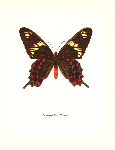 Butterfly Print Art Original 1965 Book Plate 66 Beautiful Etsy