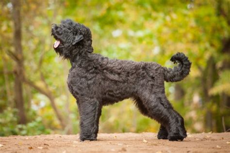 black russian terrier  red stars creation