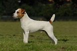 Parson Russell Terrier - Puppies, Pictures, Information, Temperament ...