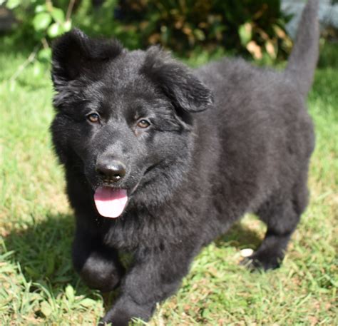√√ Black German Shepherd Puppies For Sale In Netherlands Buy Puppy In