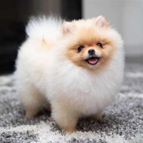 Pomeranian Wow Adorable Pomerania Puppies For Adoption Dogs For