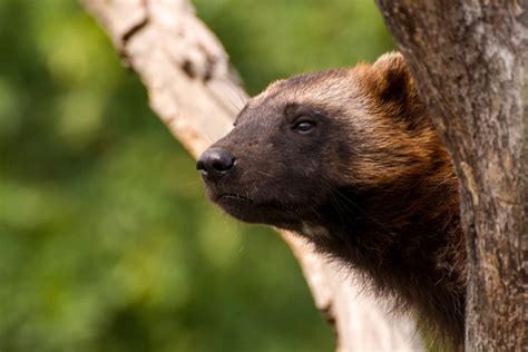 Bear Vs Wolverine Who Would Win Fauna Facts