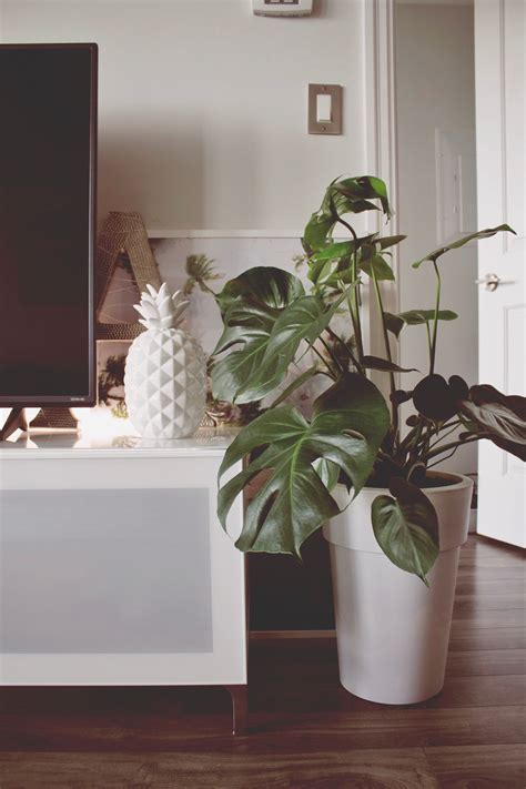 Minimalist Plant Decoration In Living Room Ideas In 2022 Interior