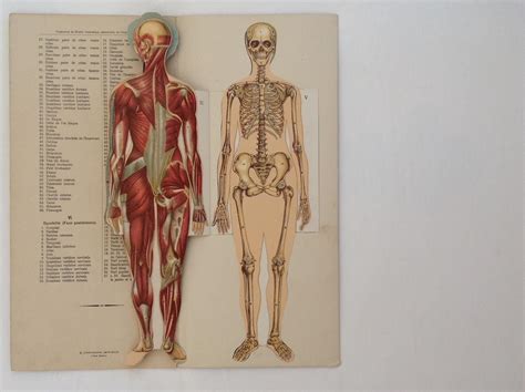 Anatomie Corps Humain