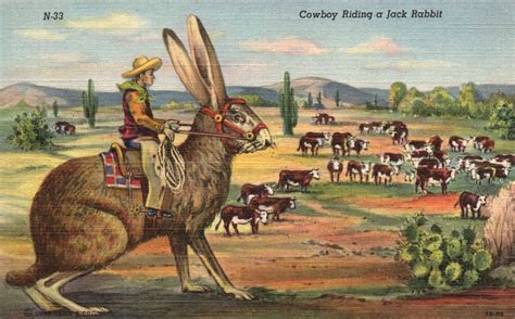 Vintage Postcard 1930s View Of Cowboy Riding A Jack Rabbit Texas Tx