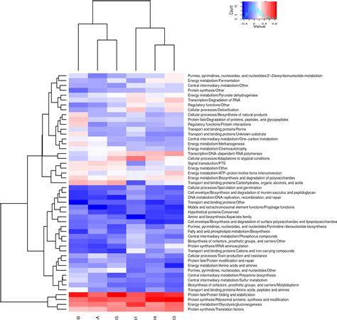 Metabolic Adaptation In The Human Gut Microbiota During Pregnancy And