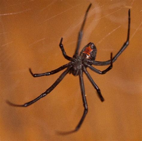 Widow Spiders Genus Latrodectus ·