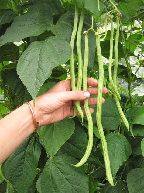 The Wonderful Fortex Pole Bean Pole Beans Tree Seeds Tiny Garden