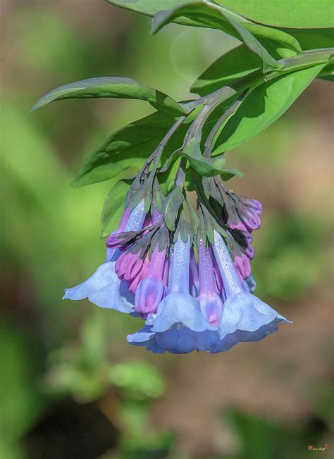 Pink Virginia Bluebells Or Virginia Cowslip Dfl0963 Photograph By Gerry