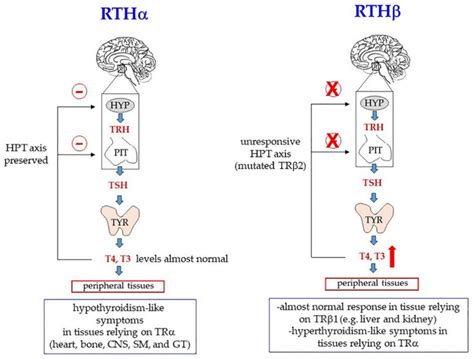 Mutations In Genes Encoding The Thyroid Hormone Receptor α Trα Gene