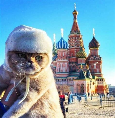 Moskvaer Grumpy Cat Moscow Edition Cats Cute Animals Crazy Cats