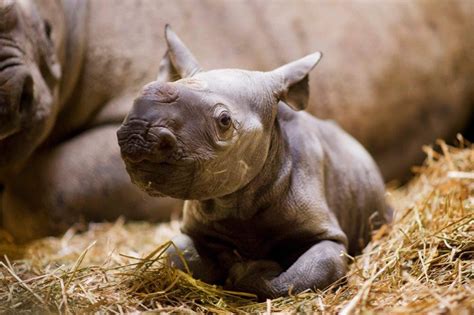 Black Rhino Calf Marks 40th Successful Birth For Critically Endangered