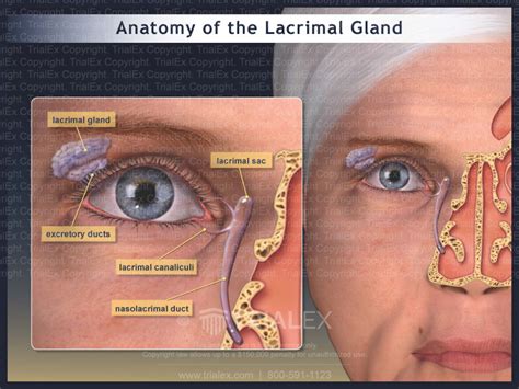 Anatomy Of The Lacrimal Gland Trial Exhibits Inc