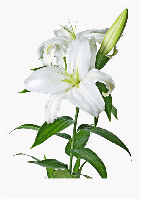 Free Clipart Funeral Flowers Transparent Easter Lily Clipart Free