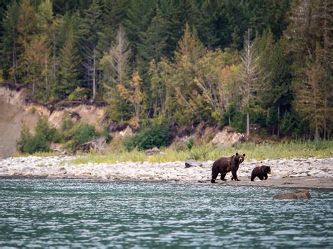 The Bears Of Bella Coola Bear Watching Options