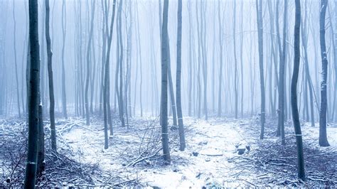 Download Wallpaper 1920x1080 Forest Snow Trees Trunks Winter Fog