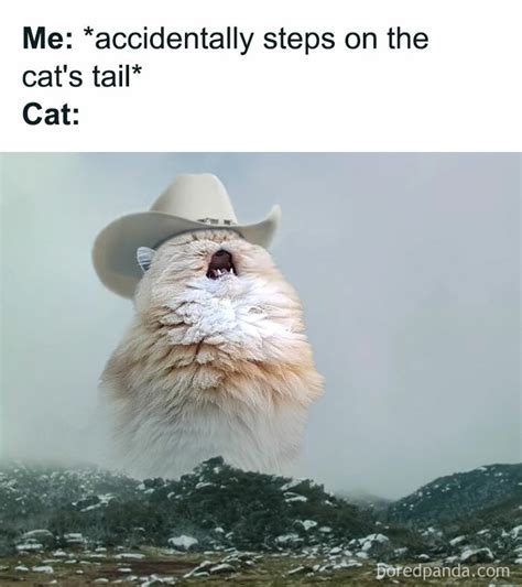 Cat Memes For Kids