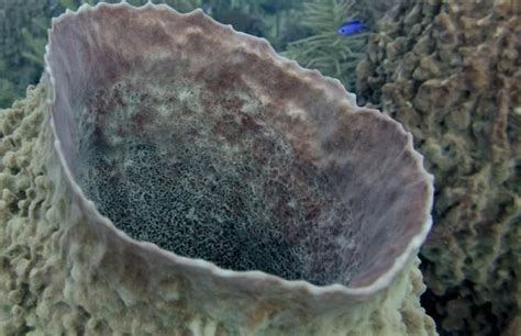 7 datos curiosos sobre las esponjas de mar que te sorprenderán esponja de mar esponja datos