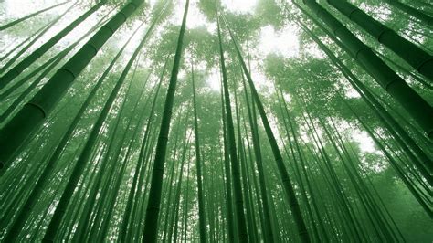 Bamboo Wallpapers Hd Desktop And Mobile Backgrounds