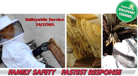 Where to get rid of bees in phoenix az? Bee Removal Services in Phoenix, Scottsdale, Mesa, and ...