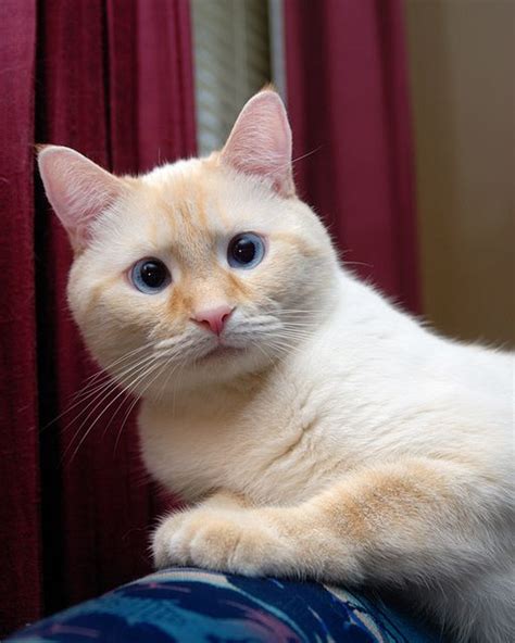 Flame Point Siamese Cat Siamese Cats Blue Point Siamese Cats Cats