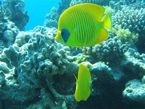 Yellow Fish Photo