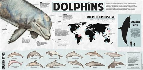 Dolphin Infographic Dolphin Facts Dolphins Infographic