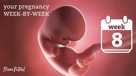 8 Weeks Pregnant Natural Pregnancy Week By Week Youtube