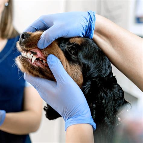 Veterinary Dentistry In Irvine Pet Dental Care And Surgery Open 7