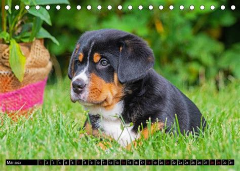 Ein Hund Zum Verlieben Großer Schweizer Sennenhund Tischkalender 2023