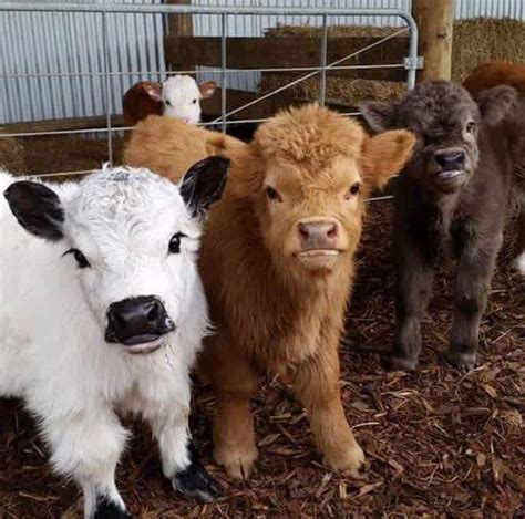 Mini Cows To Darn Cute Cute Baby Animals Baby Animals Cute Cows