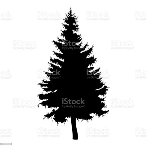 Hand Drawn Fir Tree Vector Illustration Silhouette Of Black Pine Tree