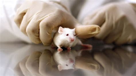 Scientists Explain Why Animal Testing And Research Happens