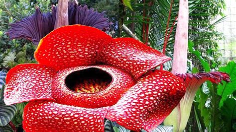 Largest Flowers In The World Amazing Nature Youtube
