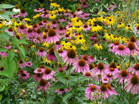 Purple Coneflowers And Black Eyed Susans In Greenwich Vill Flickr