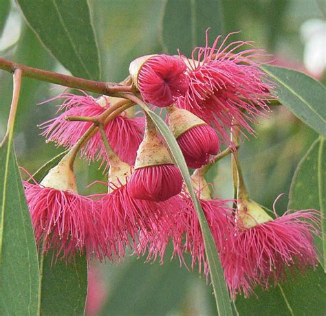 Pink Eucalyptus Flower Unusual Flowers Australian Native Flowers