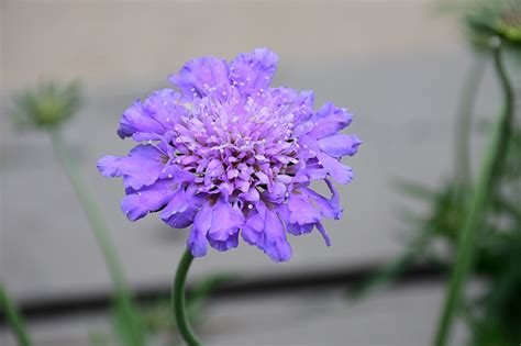 Butterfly Blue Pincushion Flower Scabiosa Butterfly Blue In