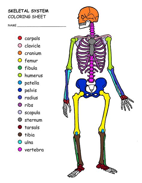 Human Skeleton Coloring Pages Details Coloring Page Guide