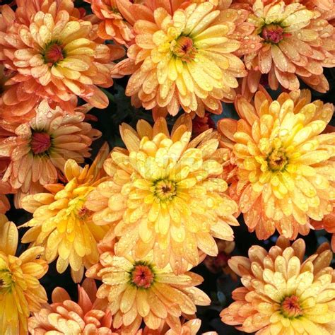 Beautiful Orange Chrysanthemum Flower Stock Image Colourbox