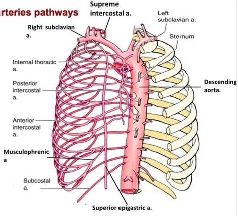 Anterior And Posterior Intercostal Artery Note Posterior Intercostal