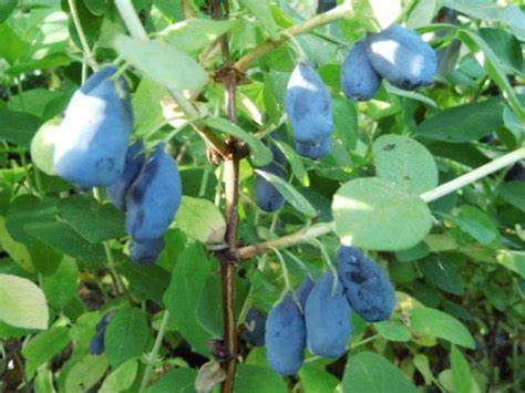 Жимолость Нимфа: краткое описание сорта, достоинства и недостатки Картинка - Жимолость Нимфа: краткое описание сорта, достоинства и недостатки